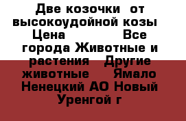 Две козочки  от высокоудойной козы › Цена ­ 20 000 - Все города Животные и растения » Другие животные   . Ямало-Ненецкий АО,Новый Уренгой г.